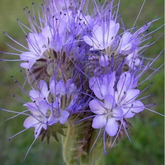 Σπορος φακελωτη Σπορος φακελωτη
