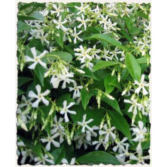 Αιθέριο έλαιο Γιασεμί 20ml Αιθέριο έλαιο Γιασεμί 20ml