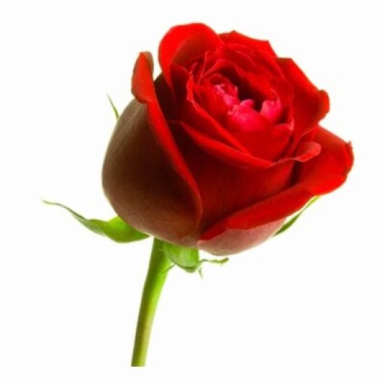 Αιθέριο έλαιο τριαντάφυλλο 20ml Αιθέριο έλαιο τριαντάφυλλο 20ml