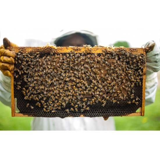 Παραφυάδες Παραφυάδες