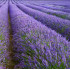 Lavender essential oil 20ml